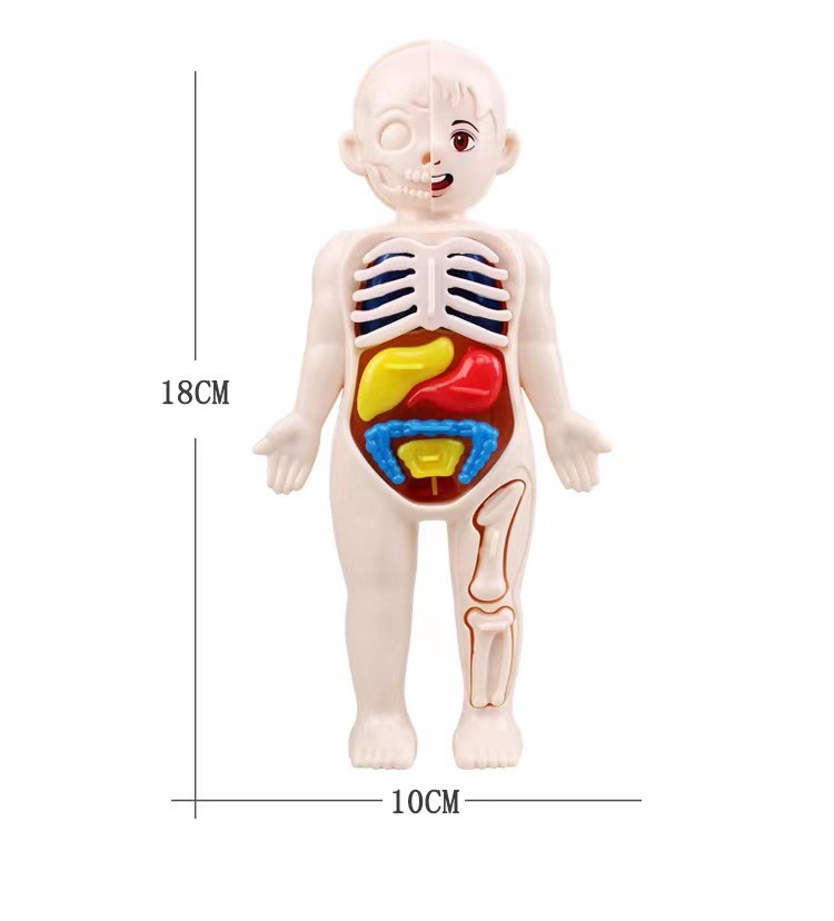 Human Body Puzzle - Rompecabezas Montessori 3D de 14 piezas,