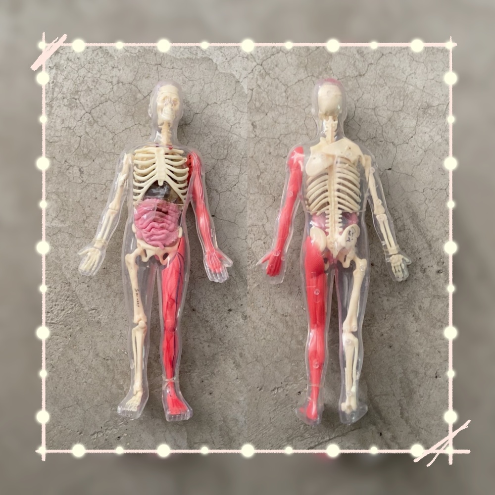 Human Body Puzzle - En stock: Modelo de órgano humano