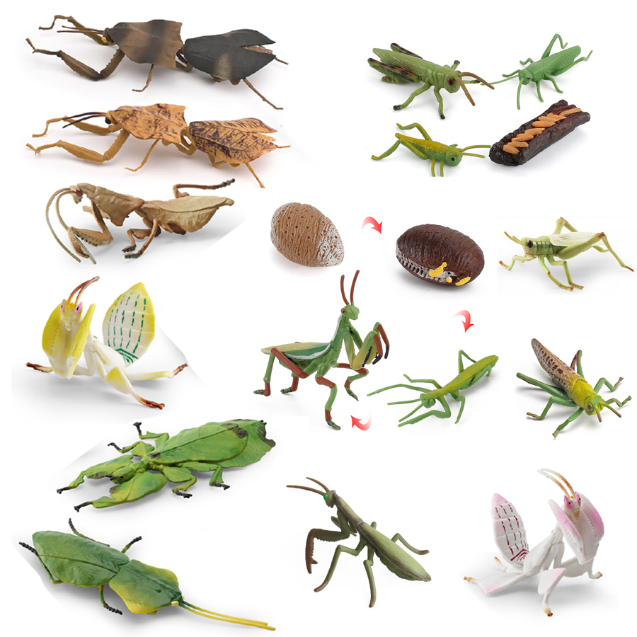 Kids Education Picture - Figura Realista de Orquídea Mantis, Mantis