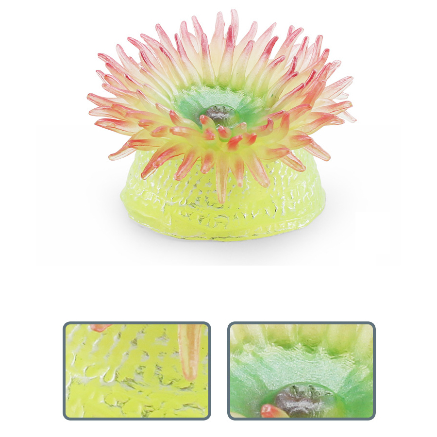 Anémones marinos de Coral real - Kids Education Picture reseña y precio