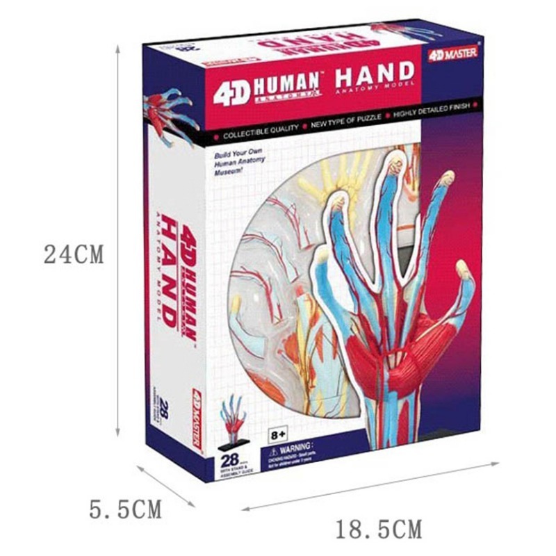 4d maestro mano humana hueso m - Human Body Puzzle reseña y precio