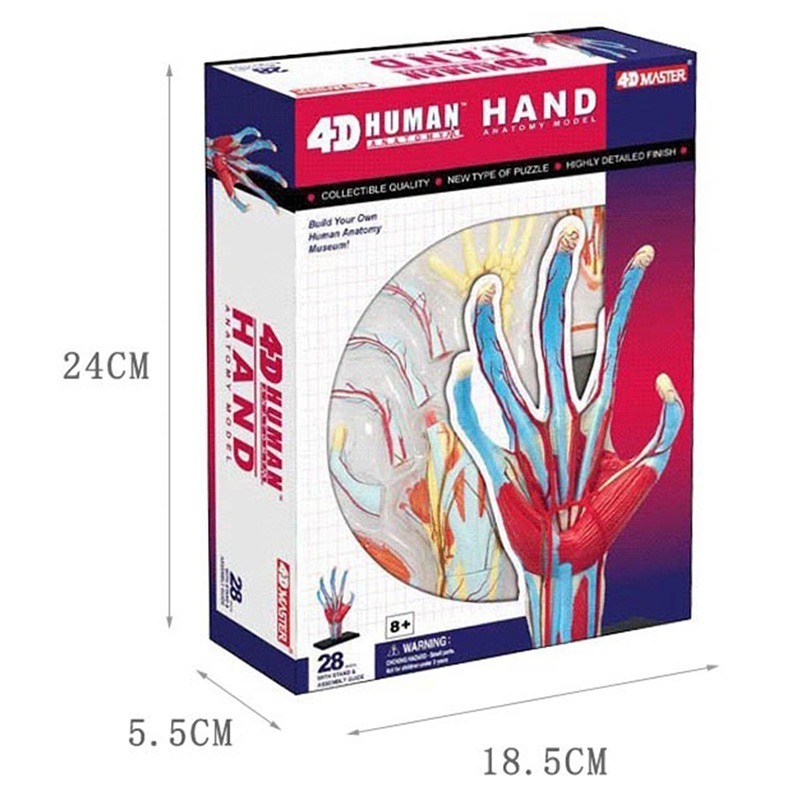 4d maestro mano humana hueso m - Human Body Puzzle reseña y precio