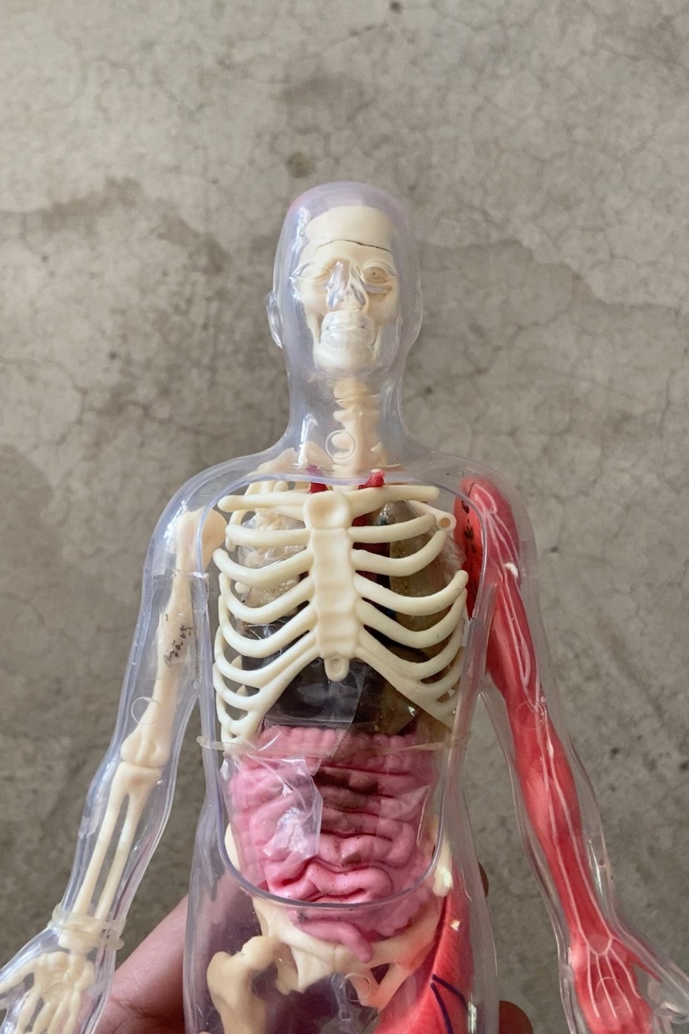 En stock: Modelo de órgano hum - Human Body Puzzle reseña y precio