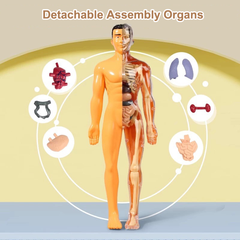 Modelo de Torso humano 3D, esq - Human Body Puzzle reseña y precio
