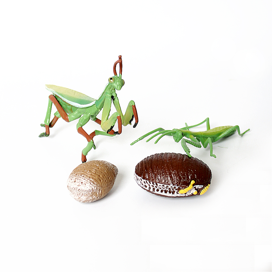 Figura Realista de Orquídea Ma - Kids Education Picture reseña y precio
